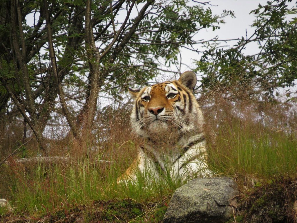 amur-tiger-krister-nassen