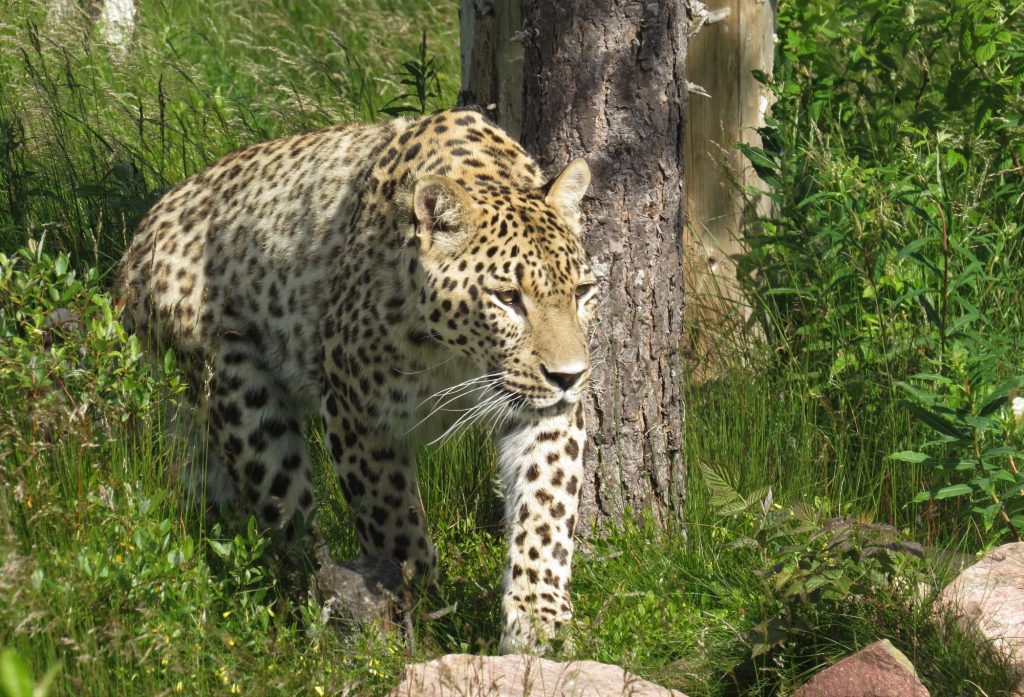 persisk-leopard-krister-nassen