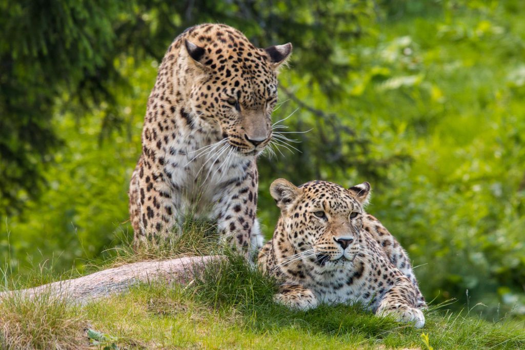 persisk leopard - stefan kaptens