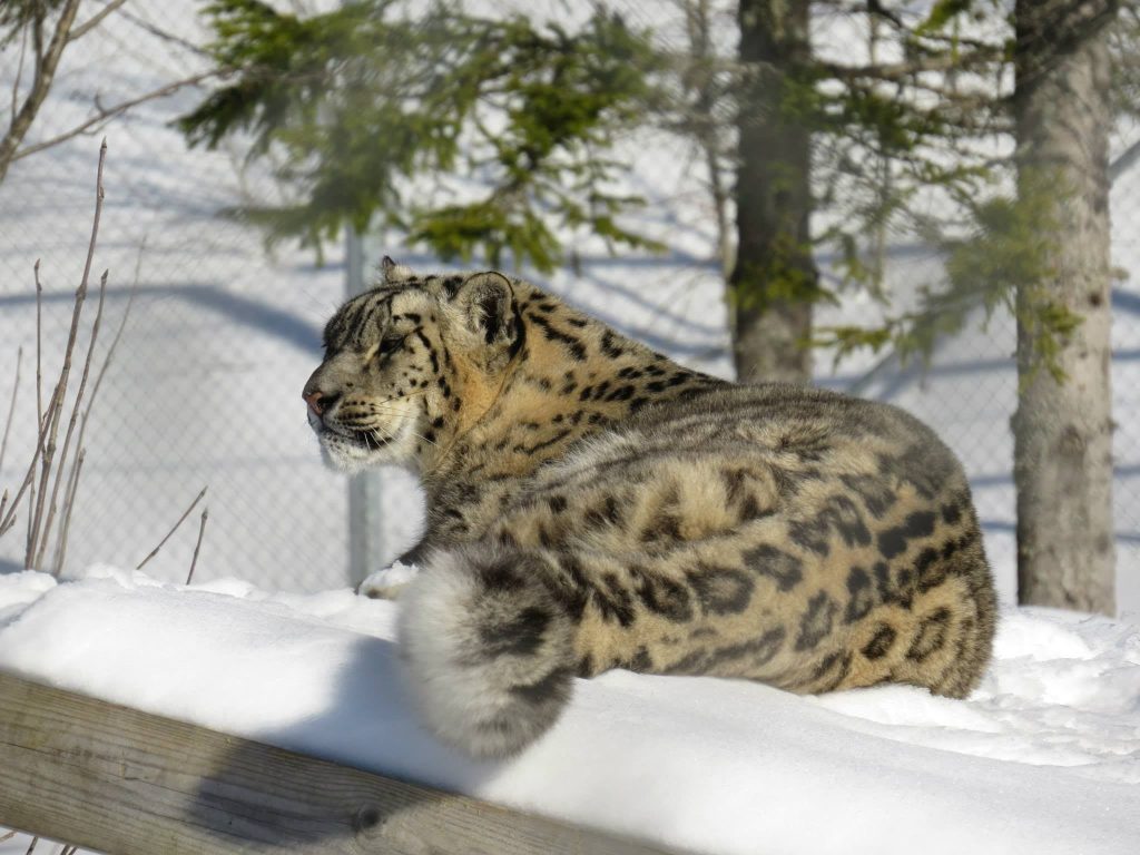 snoleopard-krister-nassen