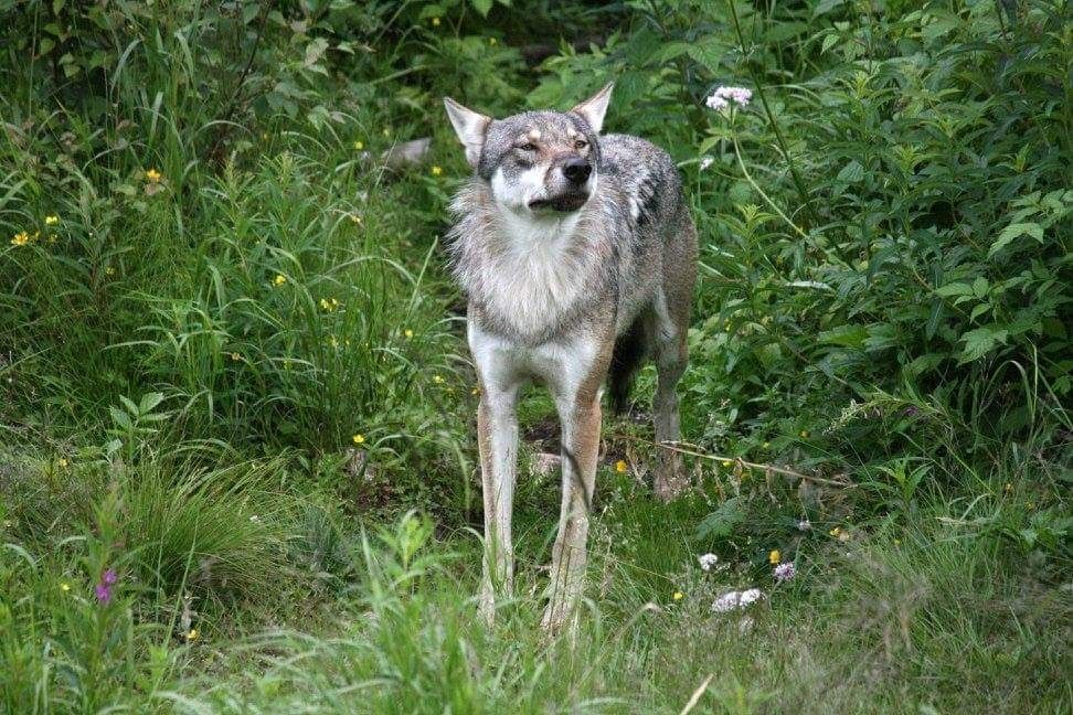 varg-asa-gustafsson